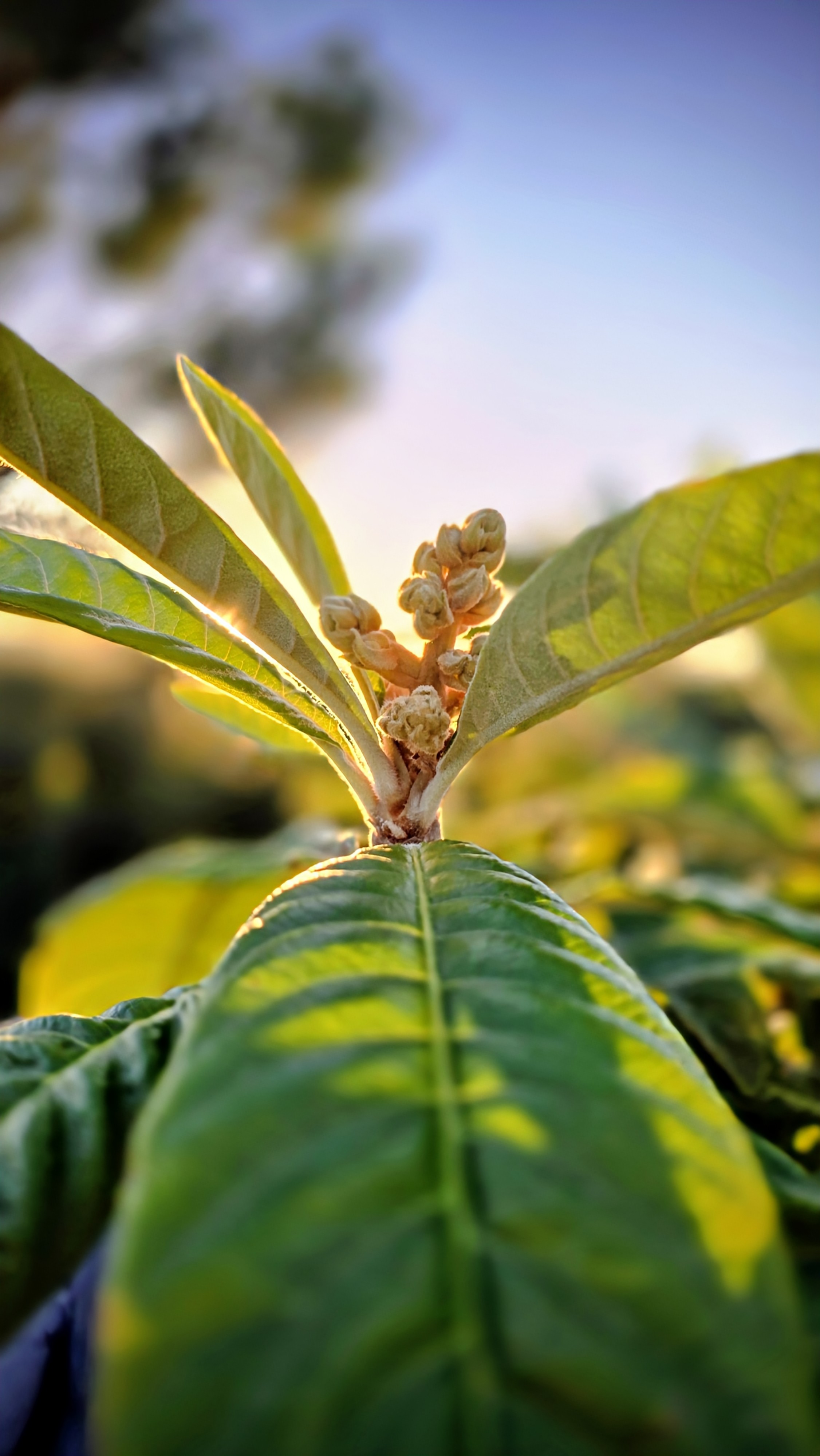 Bourgeons de nèfles